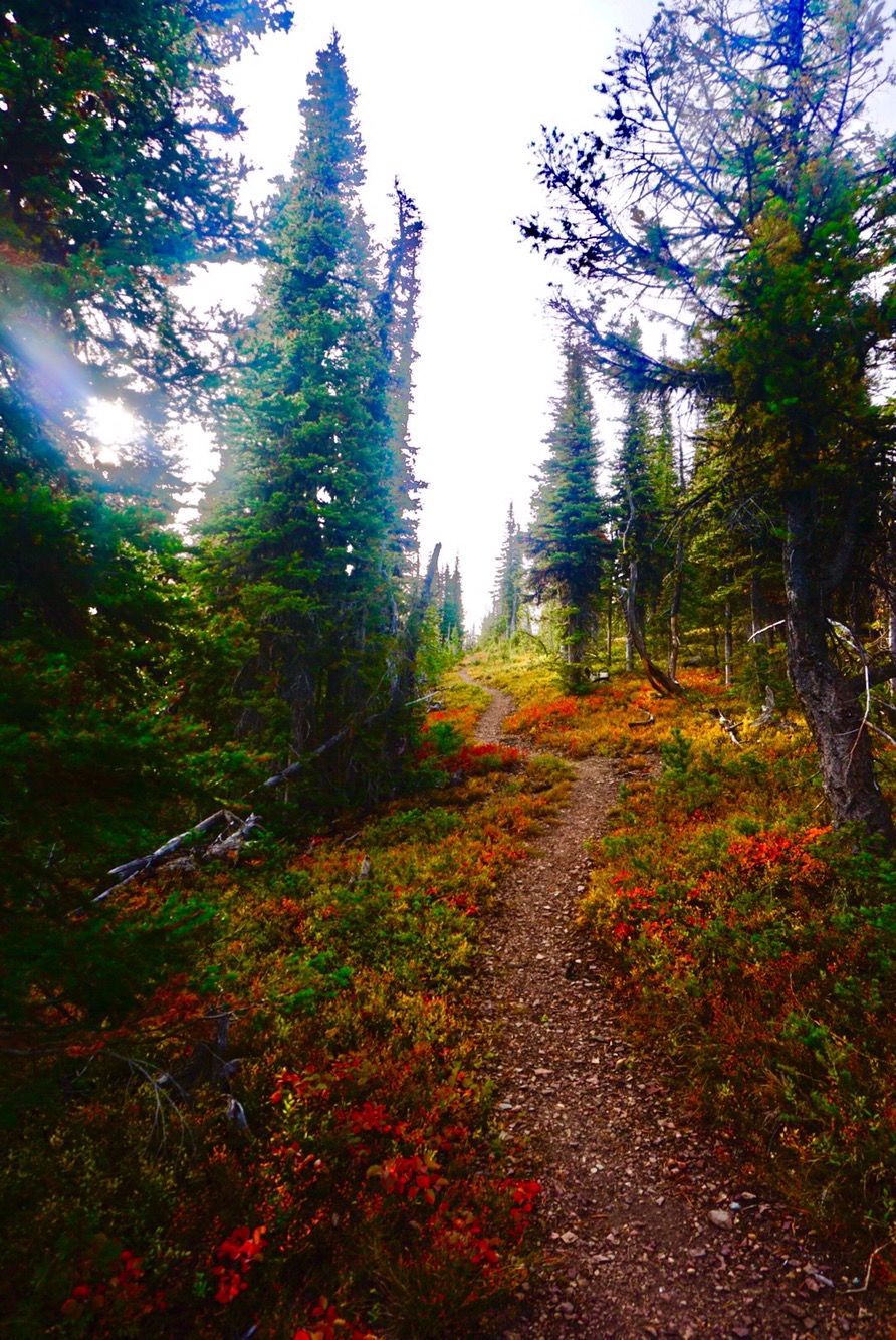 Touring Around the&nbsp;Fires